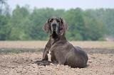 DOGUE ALLEMAND 476